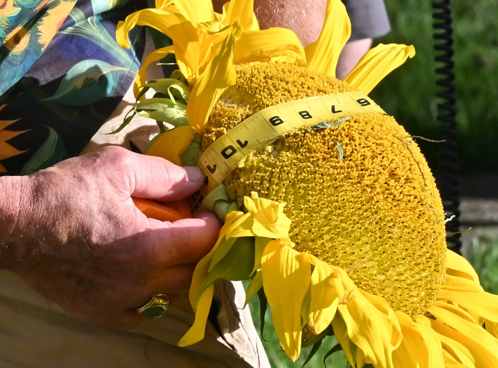 sunflower Sunzilla declared after seed-spitting fun — Waterbury Roundabout